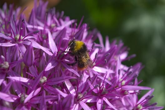 Early bumblebee enjoys the morning sunshine in search of pollen