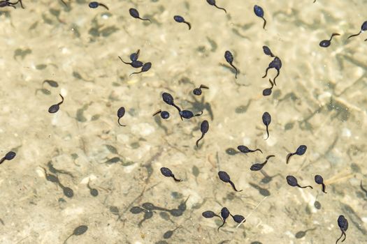 swarm of swimming tadpoles in a lake in summer