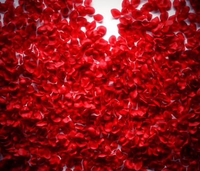 Rose petals background on white ground