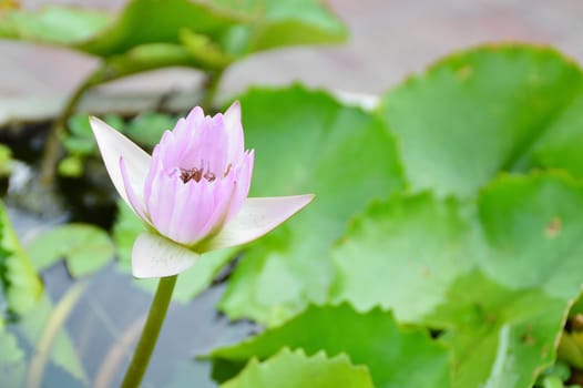a pink lotus flower with green leaf in pond
