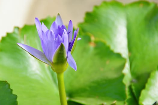 a blue lotus flower with green leaf in pond
