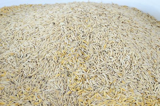 Pile of paddy in brown shell from Thailand ready to process as mass product.