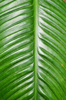 green leaf use for graphic designer background