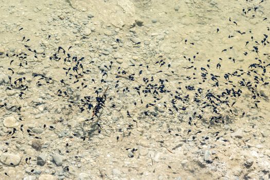 swarm of swimming tadpoles in a lake in summer