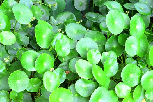 Asiatic Pennywort, is a plant that indicated in the treatment of diseases.