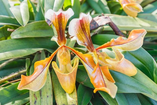 Close up of lady's slipper orchid (Paphiopedilum Callosum).