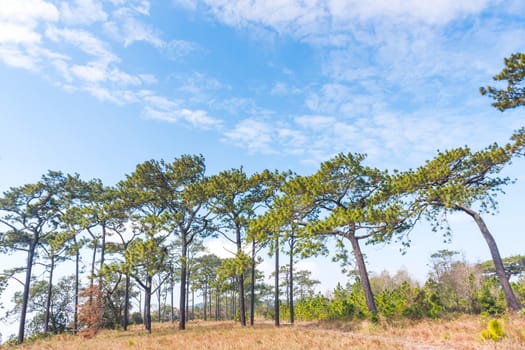 Alpine trees and blue sky forest