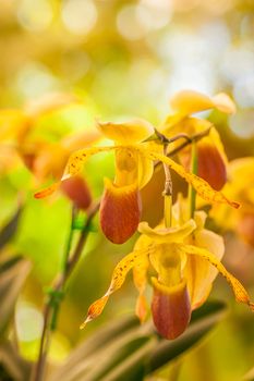 Close up of lady's slipper orchid (Paphiopedilum Callosum).