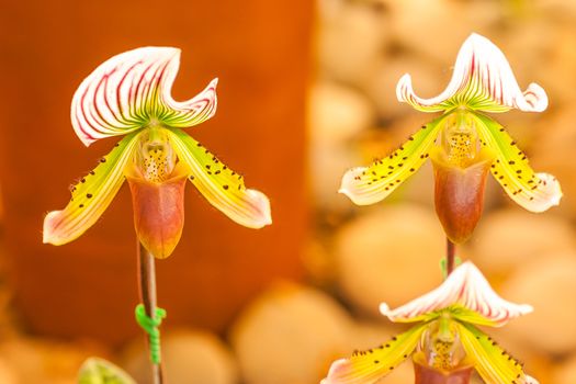 Close up of lady's slipper orchid (Paphiopedilum Callosum).