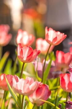 beautiful pink tulips, big bouquet