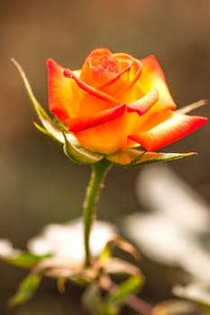 Beautiful bouquet of roses orange