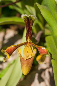 Close up of lady's slipper orchid (Paphiopedilum Callosum).