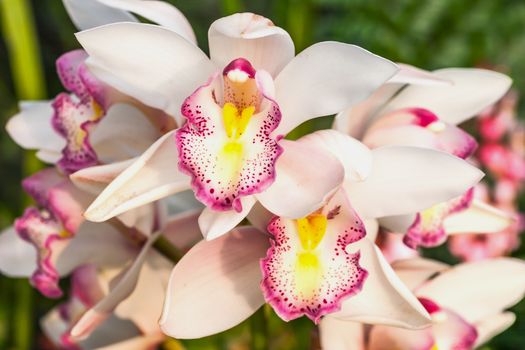 Beautiful purple orchid - phalaenopsis