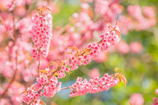 Beautiful thai sakura in winter at Chaing mai Province, Thailand.