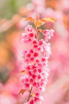 Beautiful thai sakura in winter at Chaing mai Province, Thailand.