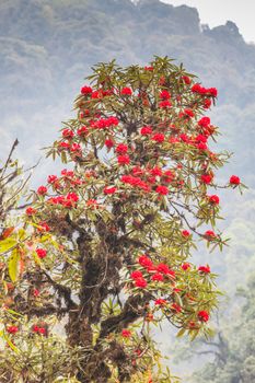 Rhododendron plants are the Himalayas, on the mountain Kanchenjunga National Park, India