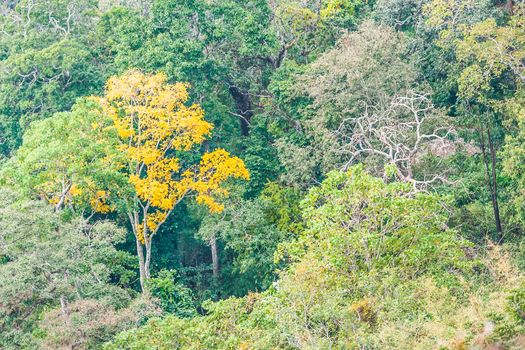 A scene looking straight into a dense tropical rain forest