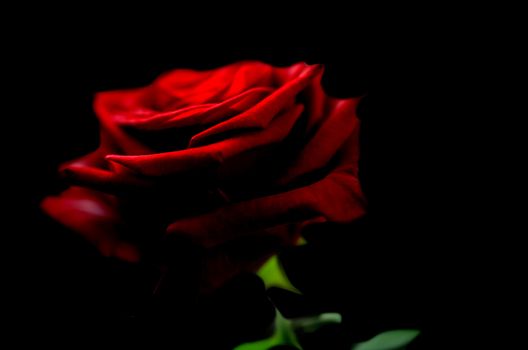 Beautiful red rose isolated over black background.
