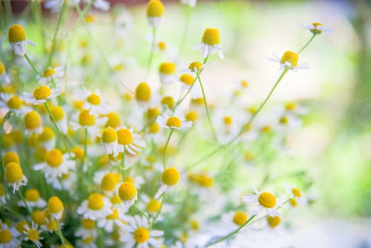 camomile flowers on a field