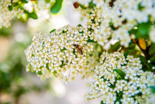 bee collects honey on a flower