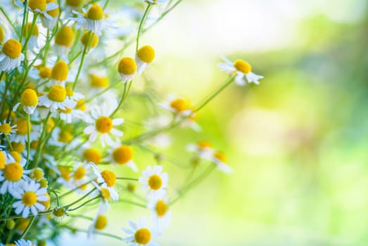 camomile flowers on a field