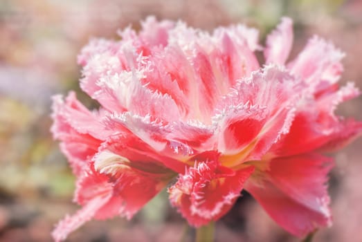 pink tulip with bokeh