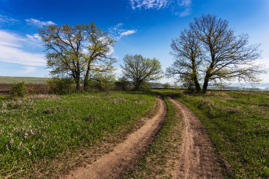 Country ground road in summer sunny day