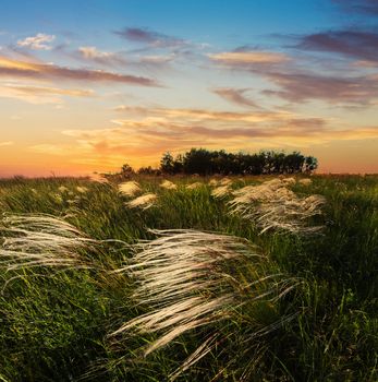 Feather grass  in wind at sunset in the green field