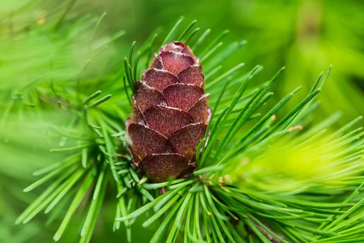 fresh cone on a larch in the spring