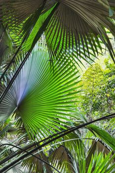 Background of palm leaves in the jungle on the island of Phuket in Thailand