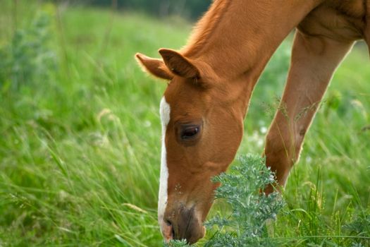 horse Foal in field on a summer pasture 