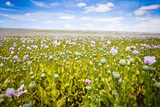 Photograph of field of beautiful flowers in Tasmania, Australia.