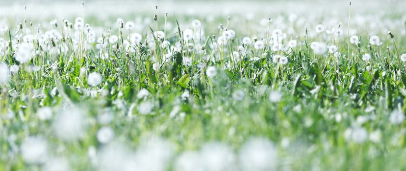 Beautiful white dandelion flowers growinf on field