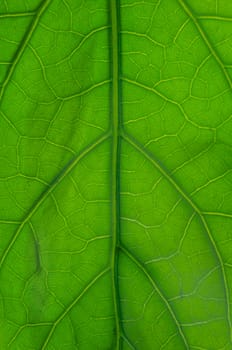 Texture of a green leaf as background