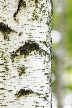 Texture of birch bark close-up