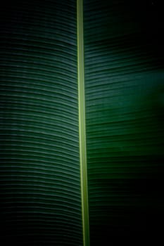 Close up photograph of a banana leaf.