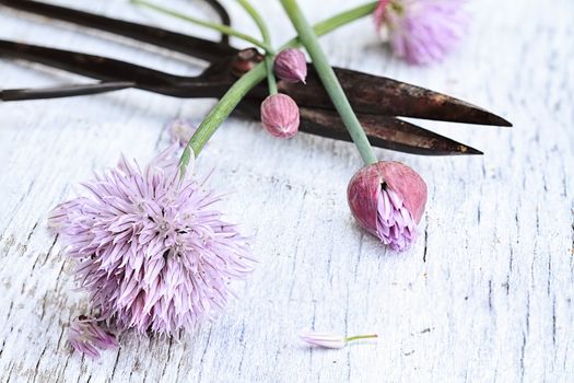 Freshly cut organic chives lying on a wooden background with antique scissors. 