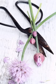 Freshly cut organic chives lying over antique scissors on a wooden background. Extreme shallow depth of field with selective focus on bulbs and blur on lower portion of image. 