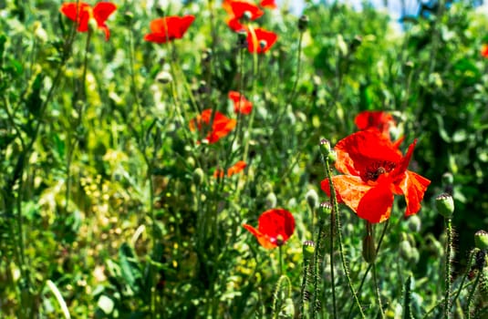 Few poppies on green meadow in nature