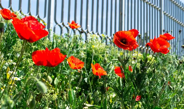 Few poppies meadow in front of a metal fence