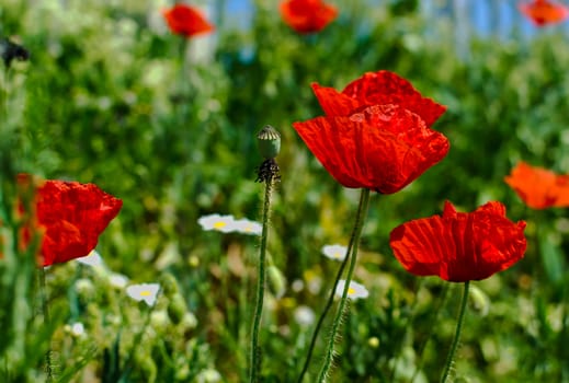 Few poppies on green meadow in nature