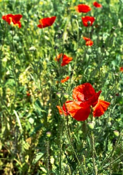 Few poppies on green meadow in nature