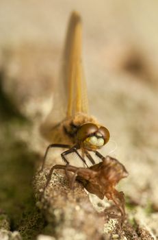 Libellula quadrimaculata