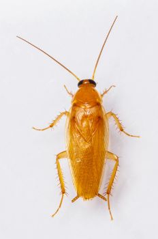 Smooth cockroach - Symploce pallens isolated on white