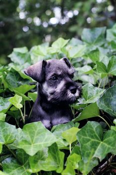 Six week old salt and pepper Mini Schnauzer playting in a bed of ivy. Extreme shallow depth of field with selective focus on puppies face.