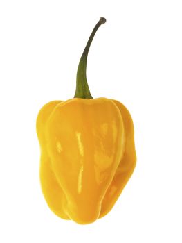 Yellow Scotch Bonnet Chilli