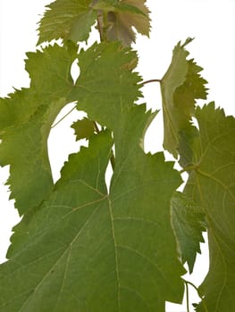 grape leaves isolated on white background