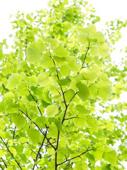 Fresh green leaves of European aspen tree towards bright sky