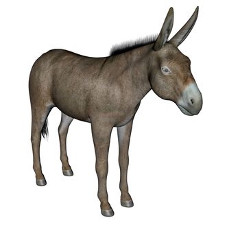 Peaceful common donkey standing in white background