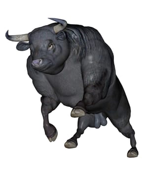 Big black agressive bull standing in front of you ready to charge in white background